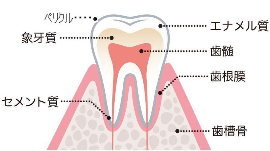 歯の構造.jpg